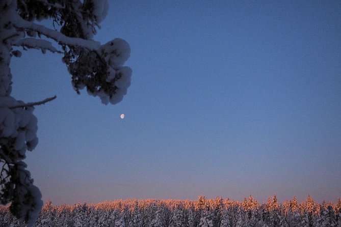 Explore Winter Woods: Snowshoe walk with local Biologist - A gentle start to Lapland’s winter woods