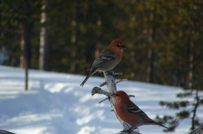 Explore Winter Woods: Snowshoe walk with local Biologist - Terhi’s nature lessons and local context