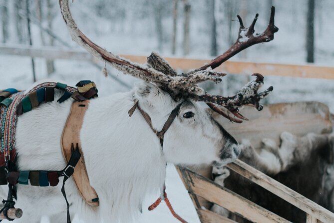 Family day: Reindeer, Husky and Snowmobiling in Levi - The reindeer farm: quiet sledding and local character