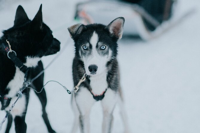 Family day: Reindeer, Husky and Snowmobiling in Levi - Snowmobiling after the farms