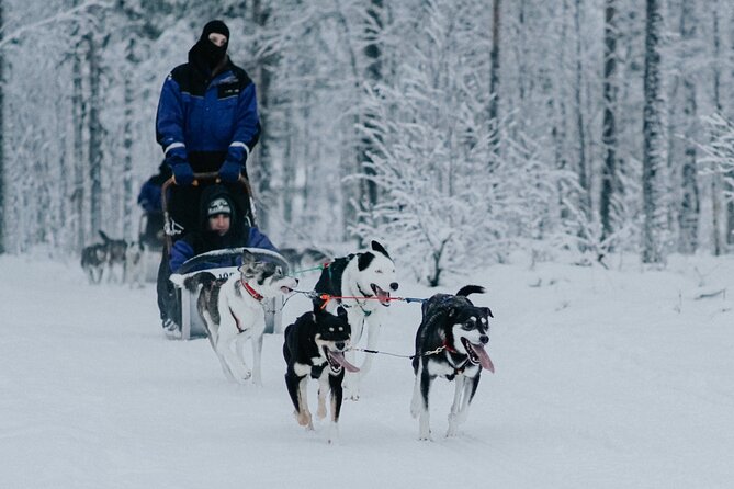 Family day: Reindeer, Husky and Snowmobiling in Levi - Mini-snowmobiles for children aged 4 to 12