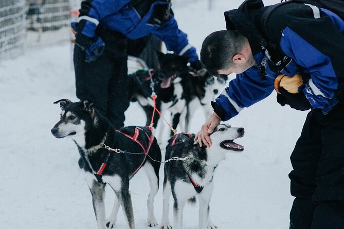 Family day: Reindeer, Husky and Snowmobiling in Levi - The guide can make or break the waiting time