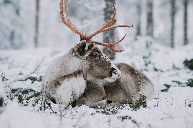 Family day: Reindeer, Husky and Snowmobiling in Levi - Starting from Levi in full winter gear