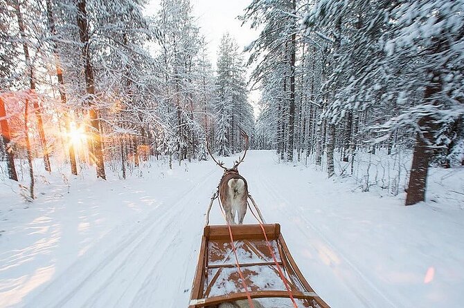 Forest Trail Reindeer Safari - What the $225.18 price buys you
