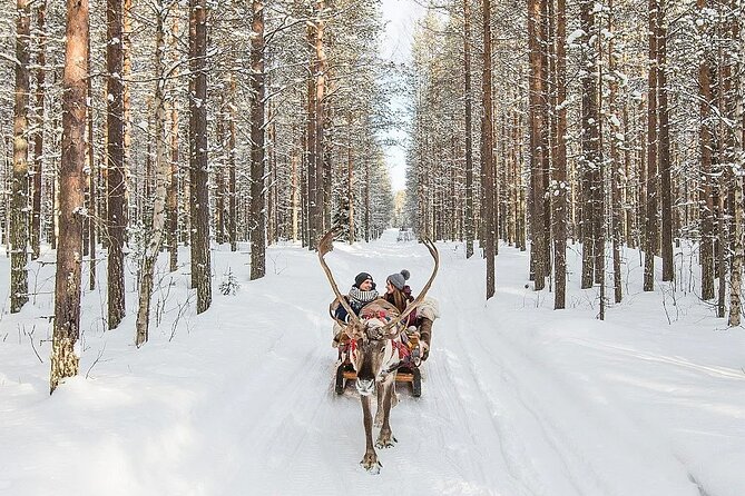 Forest Trail Reindeer Safari - What the 2 km sleigh ride is really like