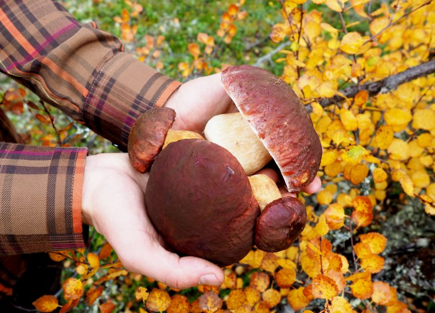 From Helsinki: Mushroom Hunting Tour in a National Park - Key points at a glance