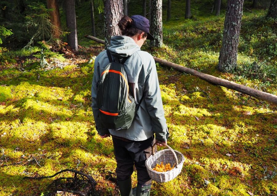 From Helsinki: Mushroom Hunting Tour in a National Park - Learning the difference between dinner and danger