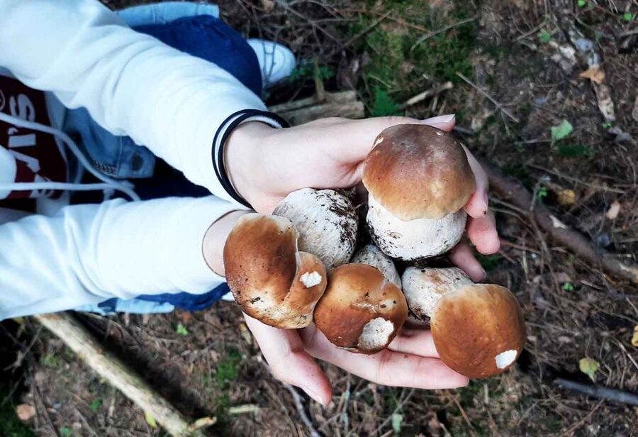 From Helsinki: Mushroom Hunting Tour in a National Park - What the $182 price really covers