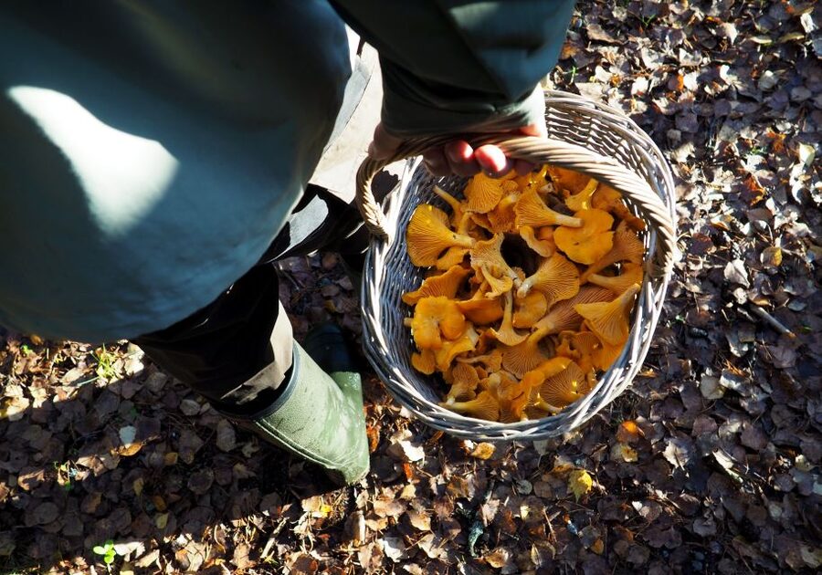 From Helsinki: Mushroom Hunting Tour in a National Park - Who will get the most from this outing