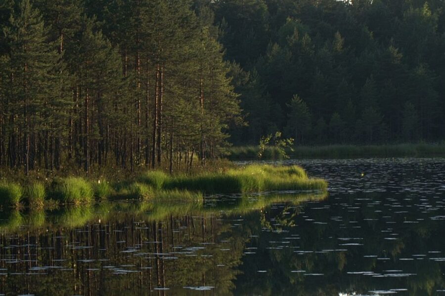 From Helsinki: Nuuksio National Park Half-Day Trip - Tall spruce trees, ancient rocks, and small lakes