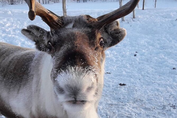 From Ivalo: Ice Fishing Safari to Lake Inari, reindeers & lunch - What the $186.04 price includes
