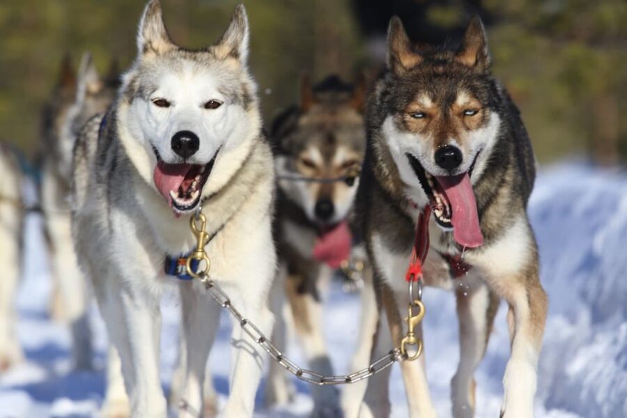 From Rovaniemi: 5km Husky Sleigh Ride - Key points at a glance