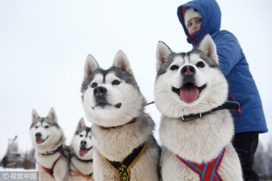 From Rovaniemi: 5km Husky Sleigh Ride - The ride begins with the dogs, not the scenery