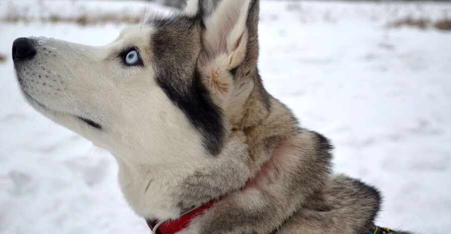 From Rovaniemi: 5km Husky Sleigh Ride - Meeting the huskies after the sled returns
