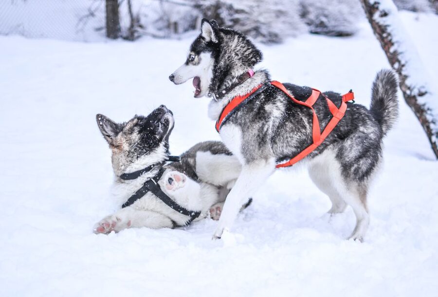 From Rovaniemi: 5km Husky Sleigh Ride - Why the short duration can work well