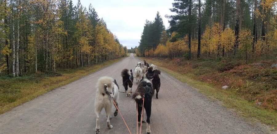 From Rovaniemi: Autumn Husky Safari Adventure - Key points to know before you book