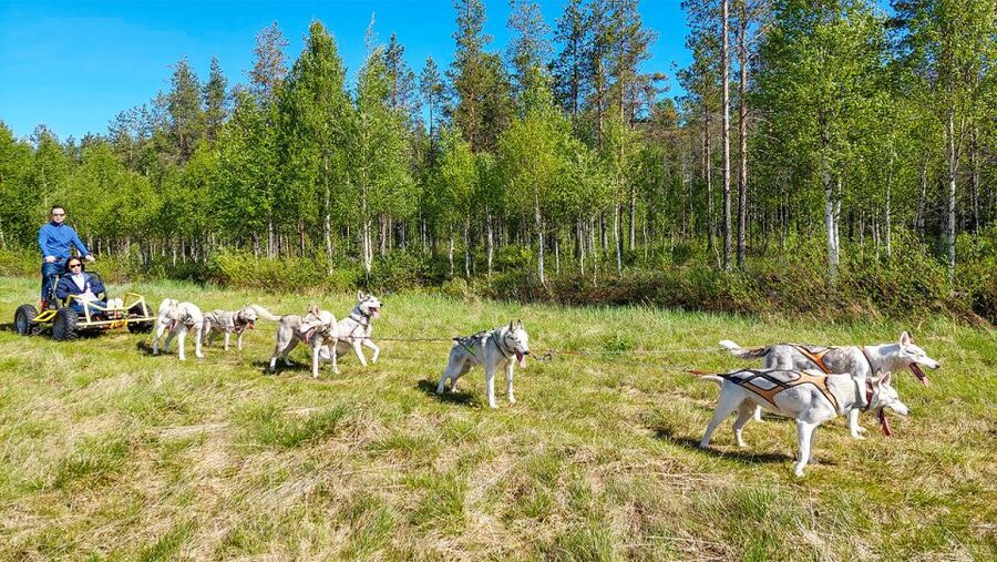 From Rovaniemi: Autumn Husky Safari Adventure - Meeting the huskies outside Rovaniemi