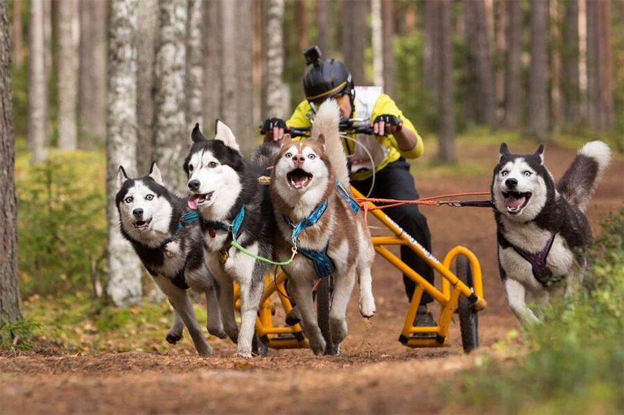 From Rovaniemi: Autumn Husky Safari Adventure - What the farm visit adds