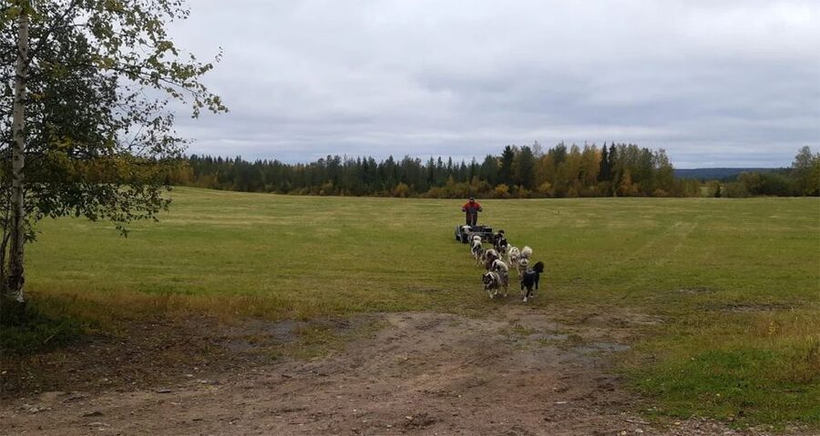From Rovaniemi: Autumn Husky Safari Adventure - Blueberry juice and gingerbread by the farm