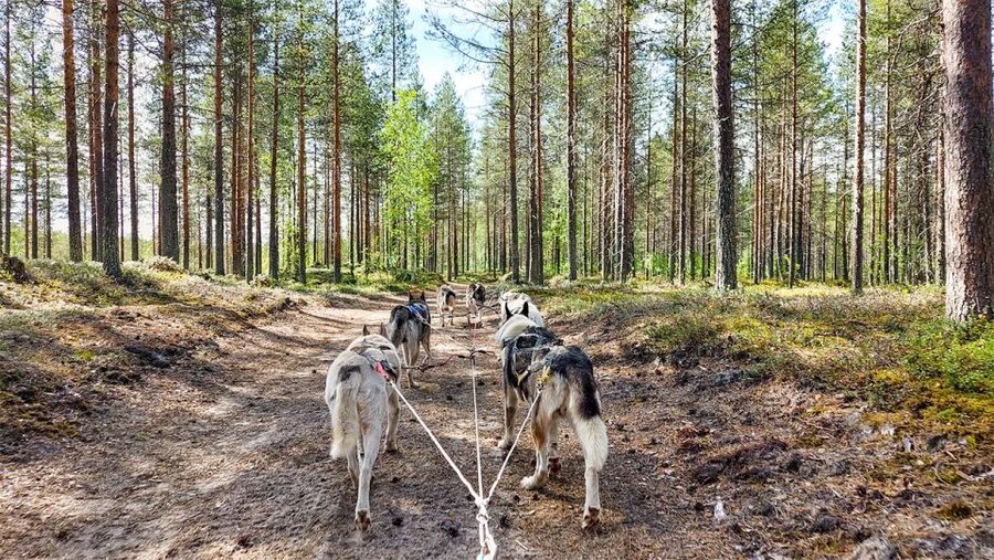 From Rovaniemi: Autumn Husky Safari Adventure - Is $237 a fair price?