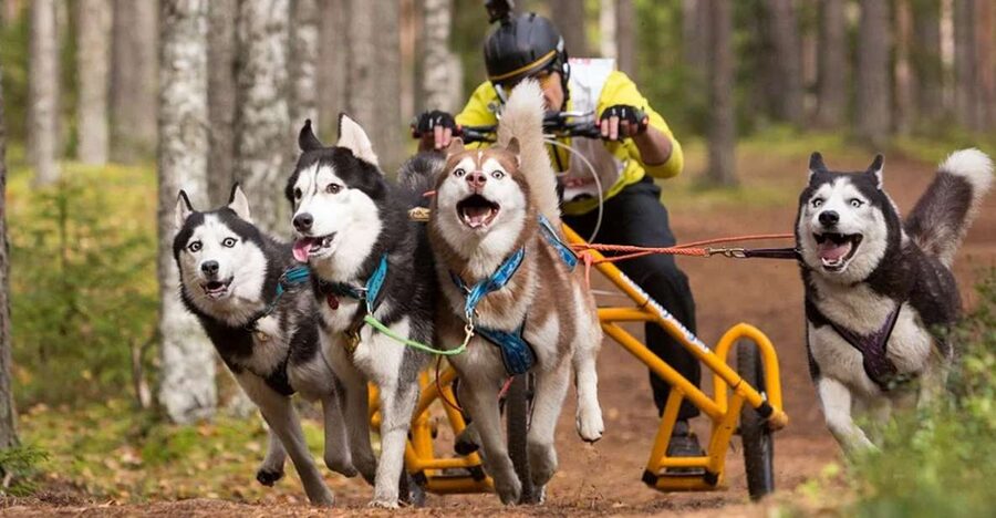 From Rovaniemi: Autumn Husky Safari Adventure - How this compares with a winter husky safari