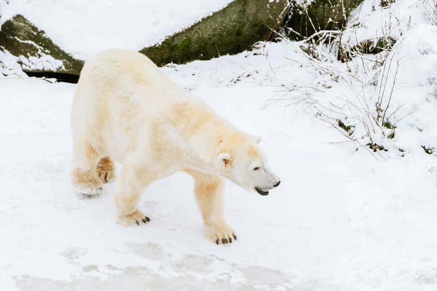From Rovaniemi: Family Friendly Visit to Ranua Wildlife Park - Polar Bears, Arctic Foxes, and Otters