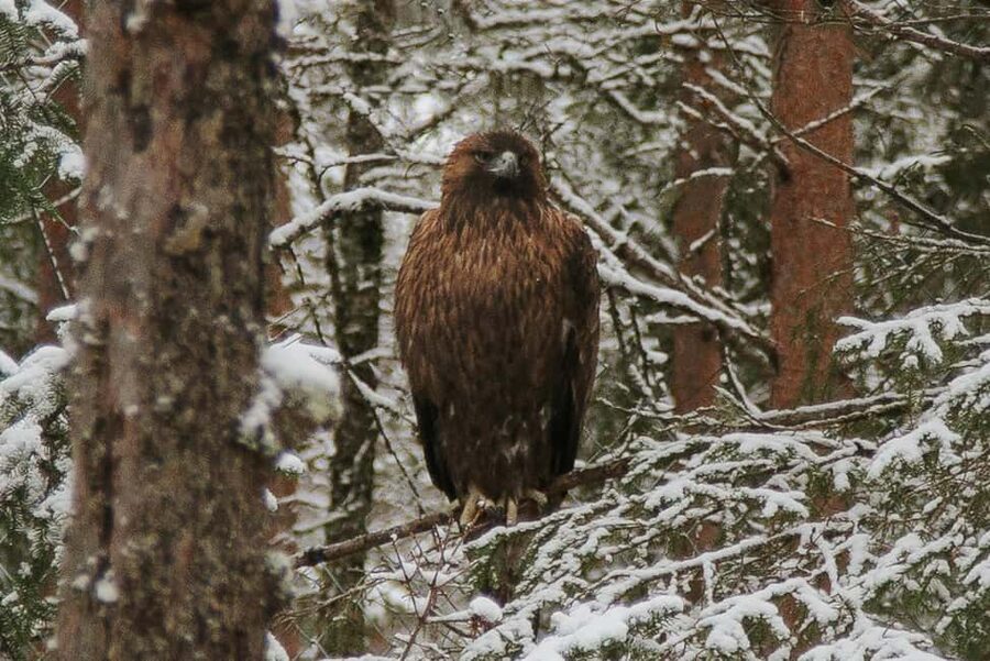 From Rovaniemi: Family Friendly Visit to Ranua Wildlife Park - Who Should Book This Ranua Tour?