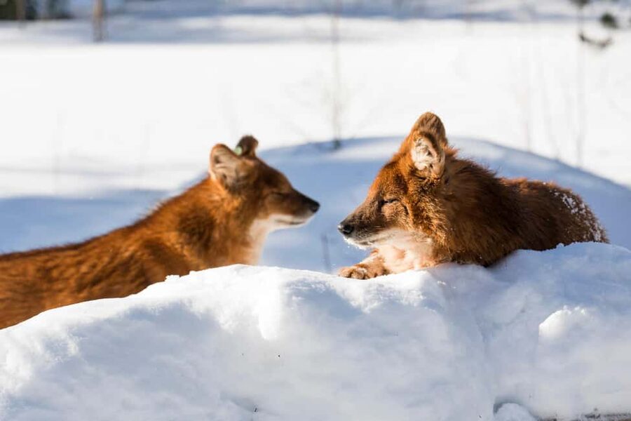 From Rovaniemi: Family Friendly Visit to Ranua Wildlife Park - Booking Details Worth Knowing