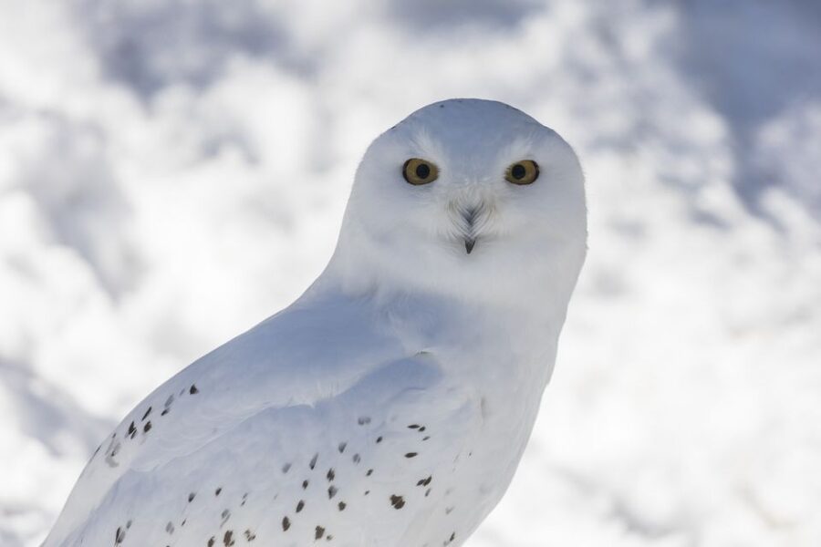 From Rovaniemi: Ranua Wildlife Park Experience - Key points to know before booking
