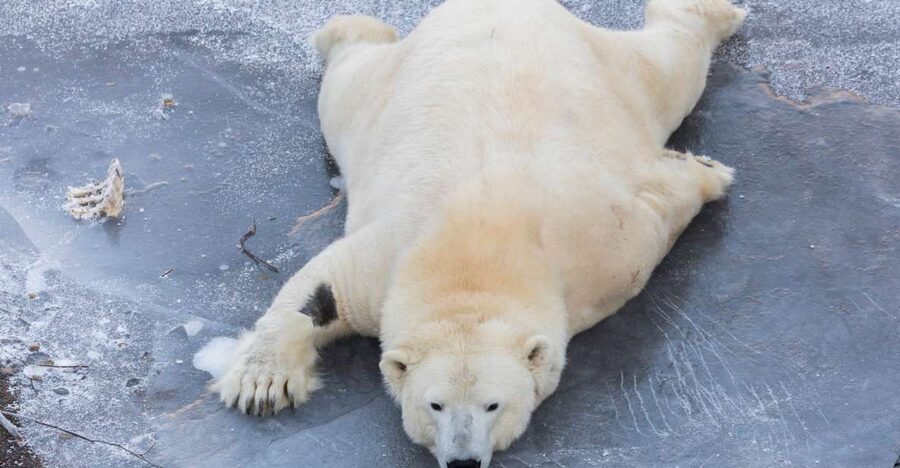 From Rovaniemi: Ranua Wildlife Park Experience - The animals you are most likely to remember