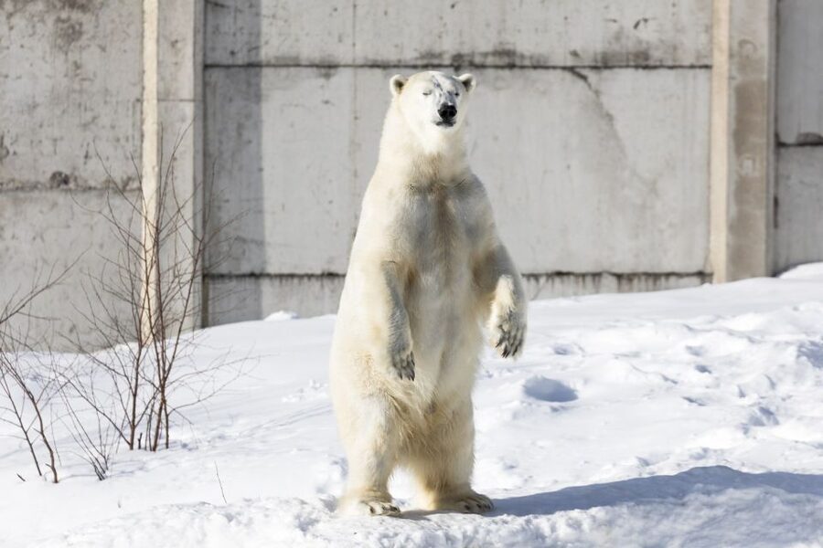 From Rovaniemi: Ranua Wildlife Park Experience - Buffet lunch and the important booking detail