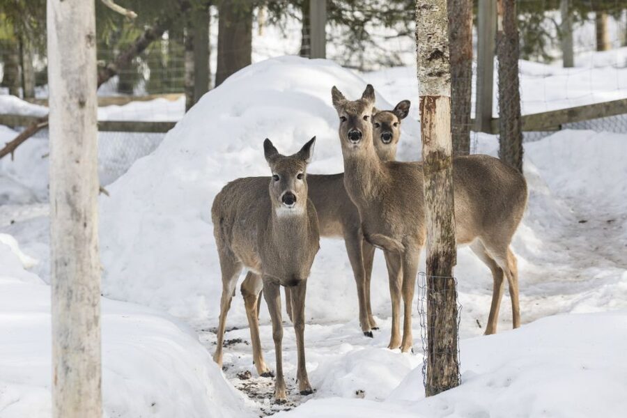 From Rovaniemi: Ranua Wildlife Park Experience - Is $247 good value?