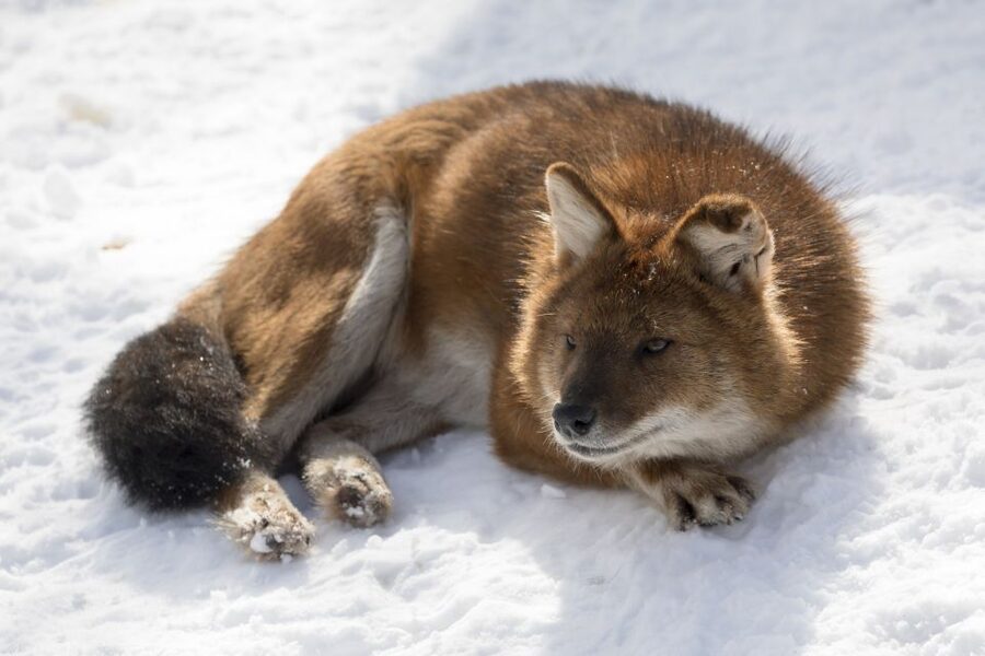 From Rovaniemi: Ranua Wildlife Park Experience - Practical preparation for an all-weather visit