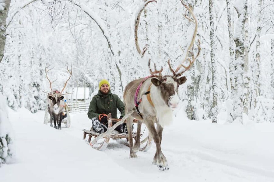 From Rovaniemi: Reindeer Farm Visit with Sleigh Ride - Feeding the herd and taking photographs