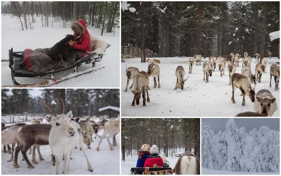 From Rovaniemi: Reindeer Farm Visit with Sleigh Ride - What the $129 price really covers