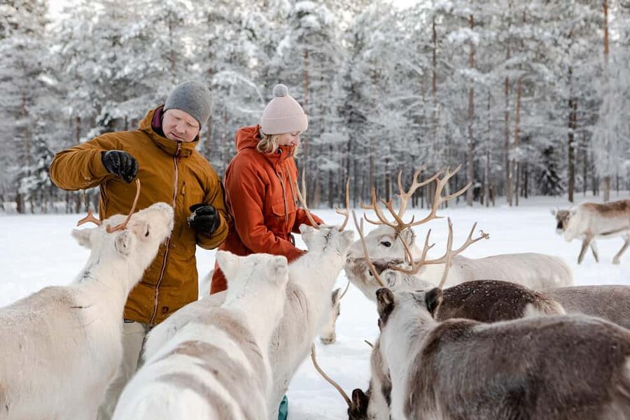 From Rovaniemi: Reindeer Farm Visit with Sleigh Ride - Practical ways to make the most of it
