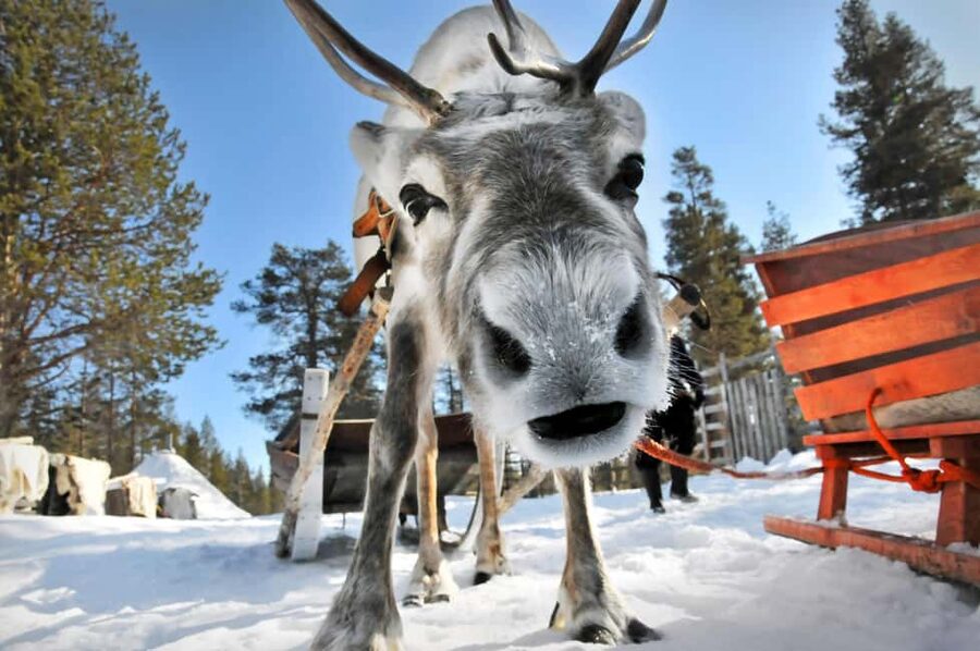 From Rovaniemi: Reindeer Farm Visit with Sleigh Ride - The short sleigh ride through the snow