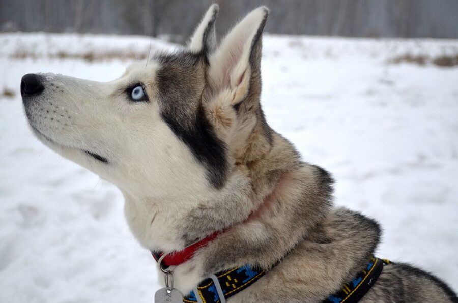 From Rovaniemi: Self-Driven 10km Husky Sled Ride - Who will enjoy this husky outing most?