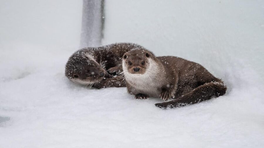 From Rovaniemi: Tour to Ranua Wildlife Park - Key points to know before you go