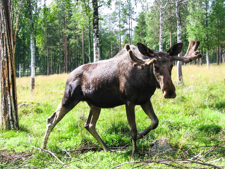 From Rovaniemi: Tour to Ranua Wildlife Park - From Rovaniemi to Ranua by minibus