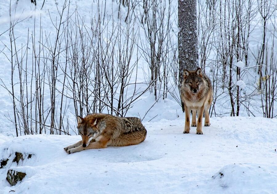From Rovaniemi: Tour to Ranua Wildlife Park - Meeting polar bears and other Arctic animals