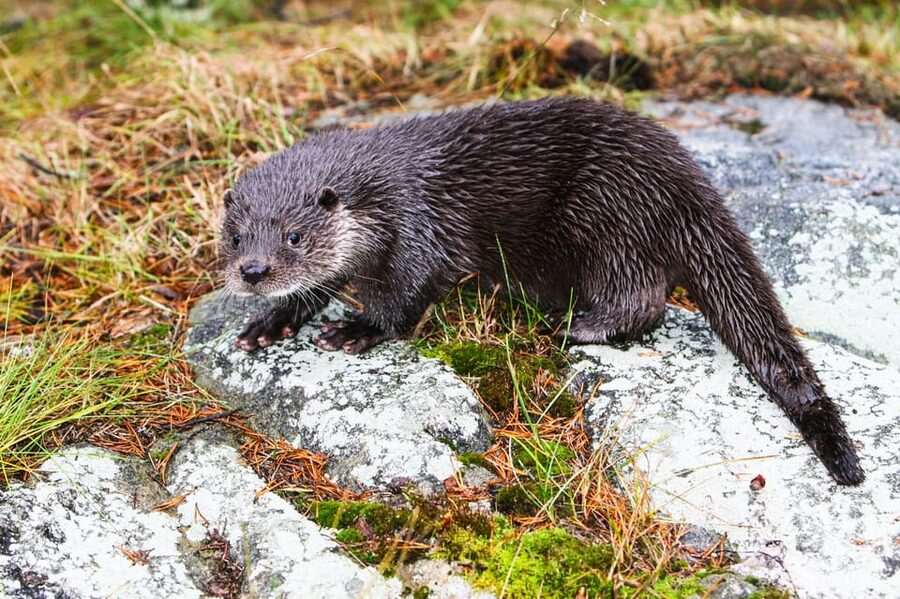 From Rovaniemi: Tour to Ranua Wildlife Park - Booking details worth remembering