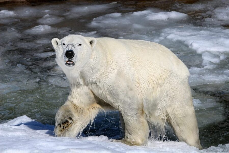 From Rovaniemi: Tour to Ranua Wildlife Park - Entering Ranua Wildlife Park