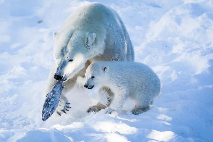 From Rovaniemi: Visit Wildlife Park in Ranua - Why Ranua is worth the trip from Rovaniemi