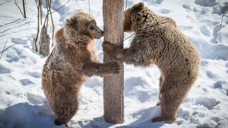 From Rovaniemi: Visit Wildlife Park in Ranua - Making the most of the five-hour schedule