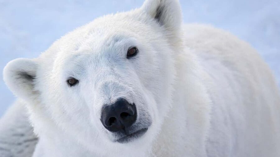 From Rovaniemi: Visit Wildlife Park in Ranua - Communication and guide support