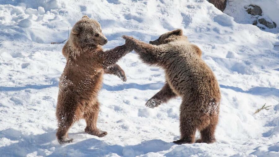 From Rovaniemi: Visit Wildlife Park in Ranua - The minibus ride from Rovaniemi
