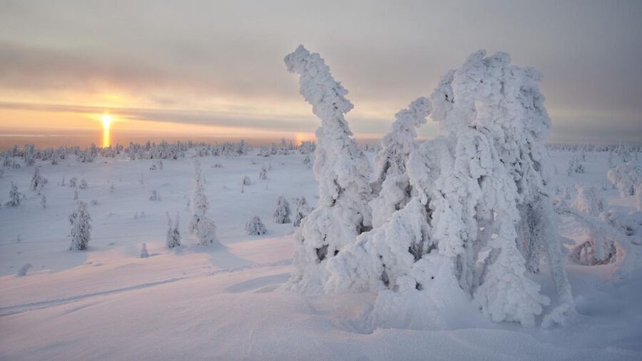 From Rovaniemi: Winter Wonderland Hike with a Hot Drink - Booking details worth checking before you go