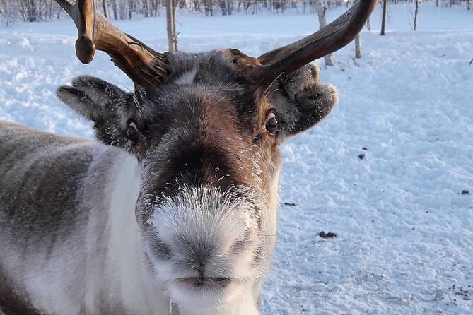 From Saariselkä: Ice Fishing Tour to Lake Inari, reindeers &lunch - A campfire meal that earns its place
