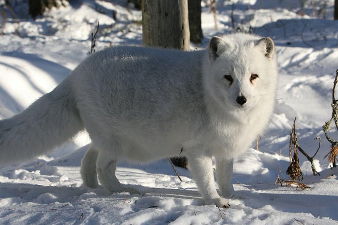 Full Day Lapland Tour, including Lunch and Dinner - What the $696.14 price includes